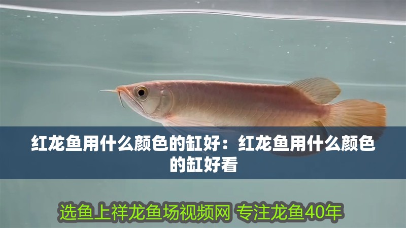 紅龍魚用什么顏色的缸好：紅龍魚用什么顏色的缸好看