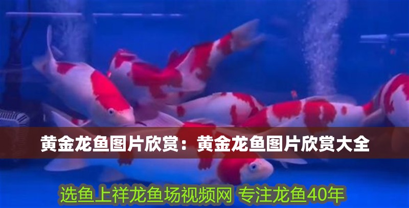 黃金龍魚圖片欣賞：黃金龍魚圖片欣賞大全