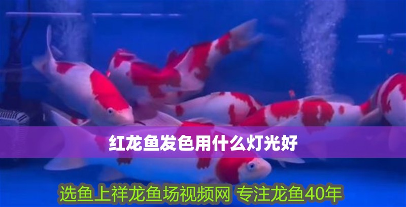 紅龍魚發色用什么燈光好