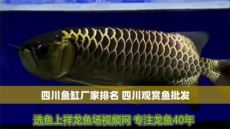 四川魚(yú)缸廠家排名 四川觀賞魚(yú)批發(fā) 四川魚(yú)缸廠家排名 四川觀賞魚(yú)批發(fā) 魚(yú)缸百科 第1張