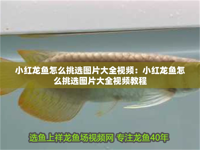 小紅龍魚怎么挑選圖片大全視頻：小紅龍魚怎么挑選圖片大全視頻教程