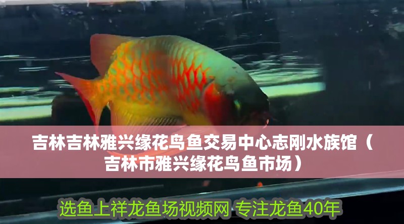 吉林吉林雅興緣花鳥魚交易中心志剛水族館（吉林市雅興緣花鳥魚市場）