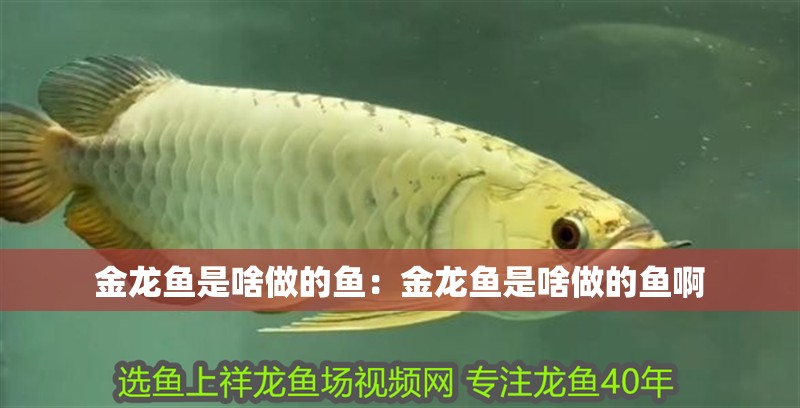 金龍魚是啥做的魚：金龍魚是啥做的魚啊 金龍魚是啥做的魚：金龍魚是啥做的魚啊 水族問答