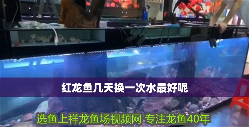 紅龍魚幾天換一次水最好呢