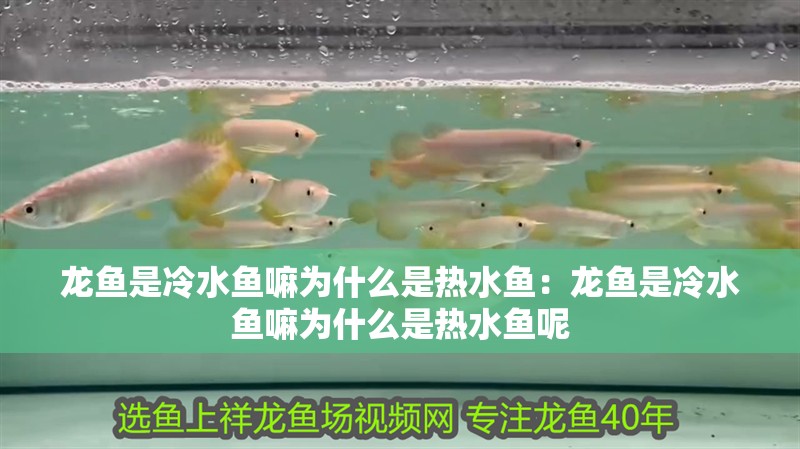 龍魚是冷水魚嘛為什么是熱水魚：龍魚是冷水魚嘛為什么是熱水魚呢