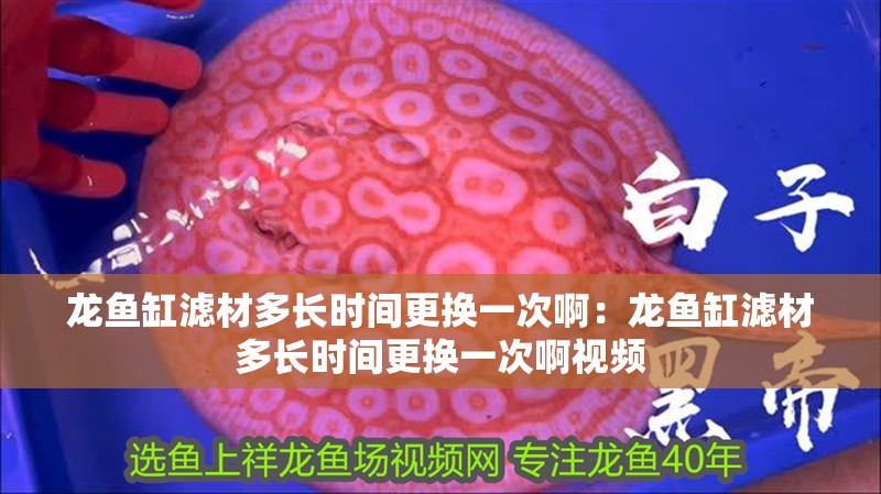 龍魚缸濾材多長時間更換一次啊：龍魚缸濾材多長時間更換一次啊視頻