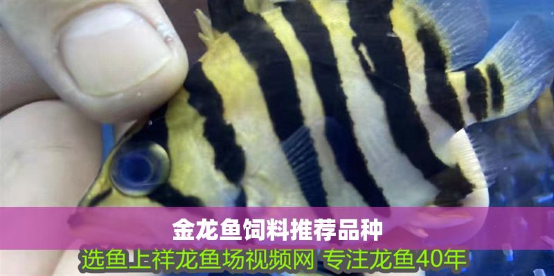 金龍魚飼料推薦品種