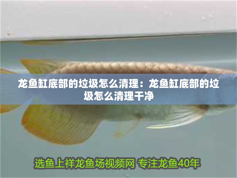 龍魚缸底部的垃圾怎么清理：龍魚缸底部的垃圾怎么清理干凈