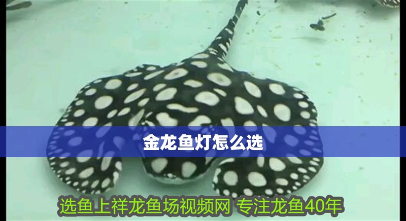 金龍魚燈怎么選