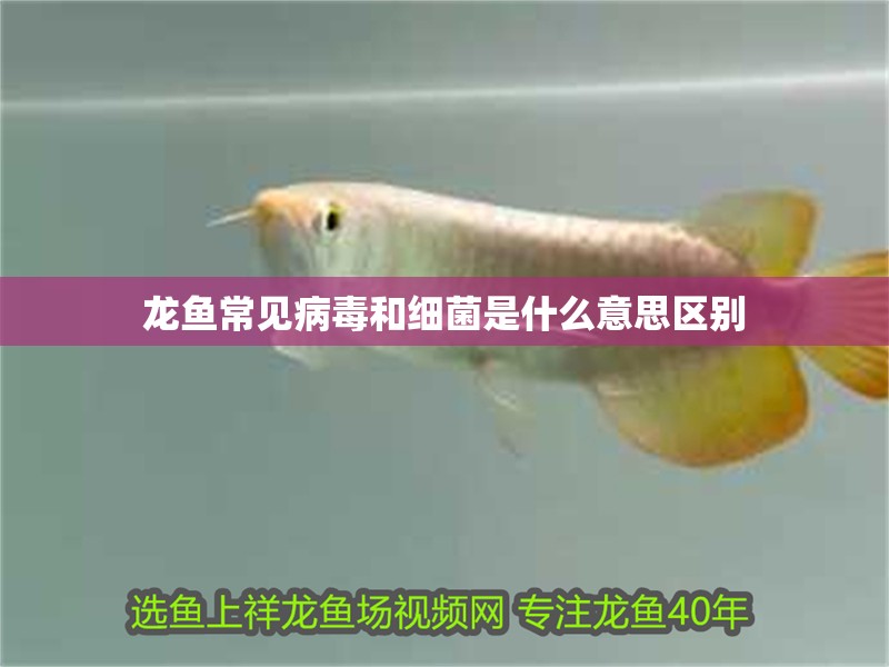 龍魚常見病毒和細菌是什么意思區別