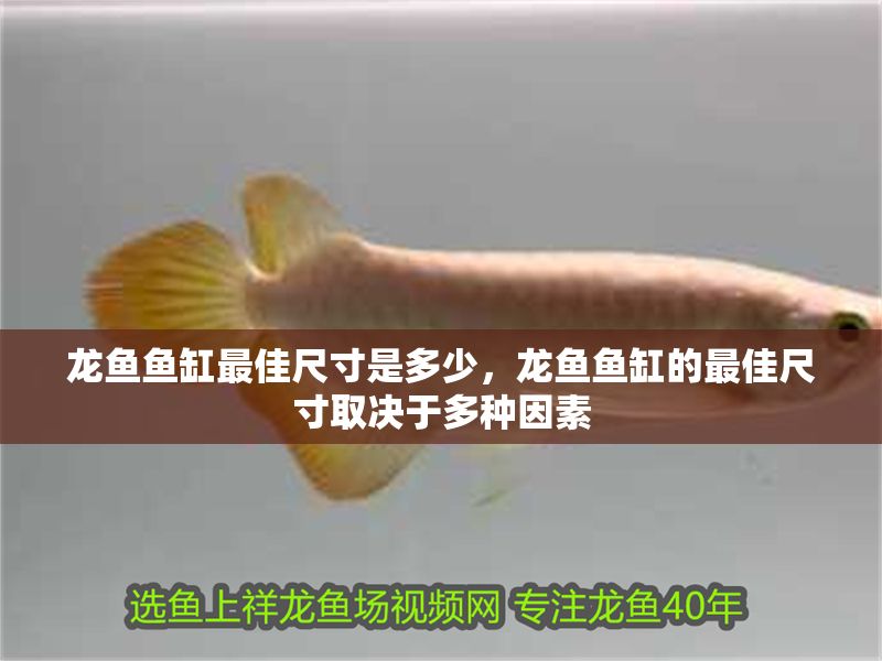 龍魚魚缸最佳尺寸是多少,龍魚魚缸的最佳尺寸取決于多種因素 魚缸百科 第2張 龍魚魚缸最佳尺寸是多少,龍魚魚缸的最佳尺寸取決于多種因素 龍魚魚缸最佳尺寸是多少,龍魚魚缸的最佳尺寸取決于多種因素 魚缸百科 第2張