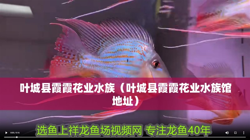 葉城縣霞霞花業(yè)水族（葉城縣霞霞花業(yè)水族館地址）