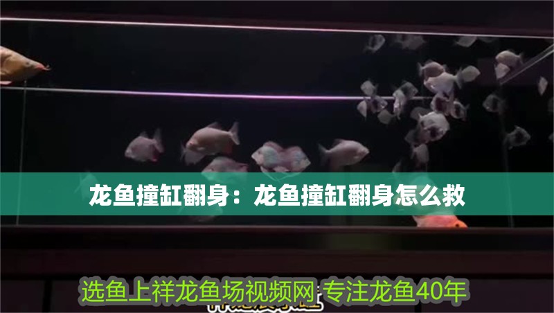 龍魚撞缸翻身：龍魚撞缸翻身怎么救