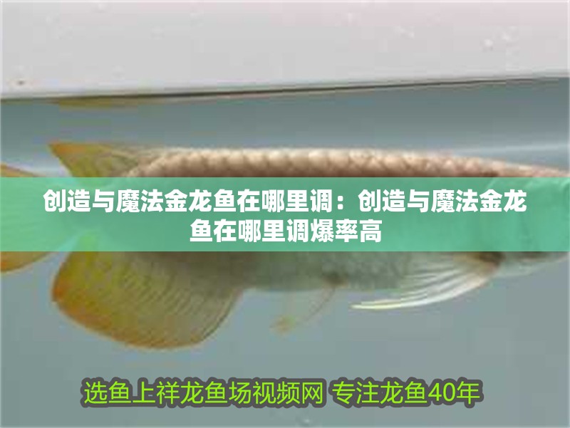 創(chuàng)造與魔法金龍魚在哪里調(diào)：創(chuàng)造與魔法金龍魚在哪里調(diào)爆率高