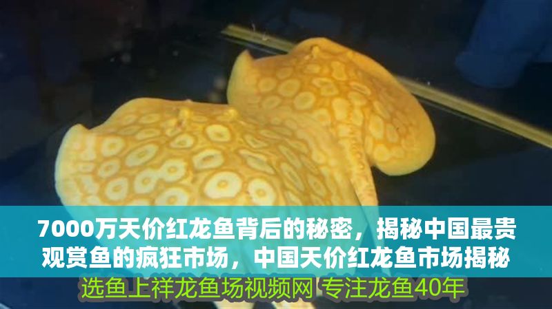 7000萬天價(jià)紅龍魚背后的秘密，揭秘中國最貴觀賞魚的瘋狂市場(chǎng)，中國天價(jià)紅龍魚市場(chǎng)揭秘，7000萬成交背后的觀賞魚產(chǎn)業(yè)瘋狂現(xiàn)象