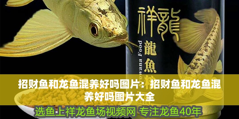 銀龍魚幼崽圖片欣賞(銀龍魚魚苗圖片)