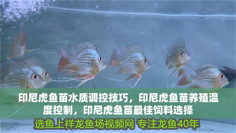 印尼虎魚苗水質(zhì)調(diào)控技巧，印尼虎魚苗養(yǎng)殖溫度控制，印尼虎魚苗最佳飼料選擇