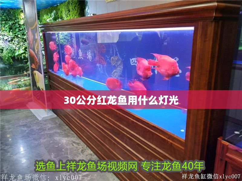 30公分紅龍魚用什么燈光