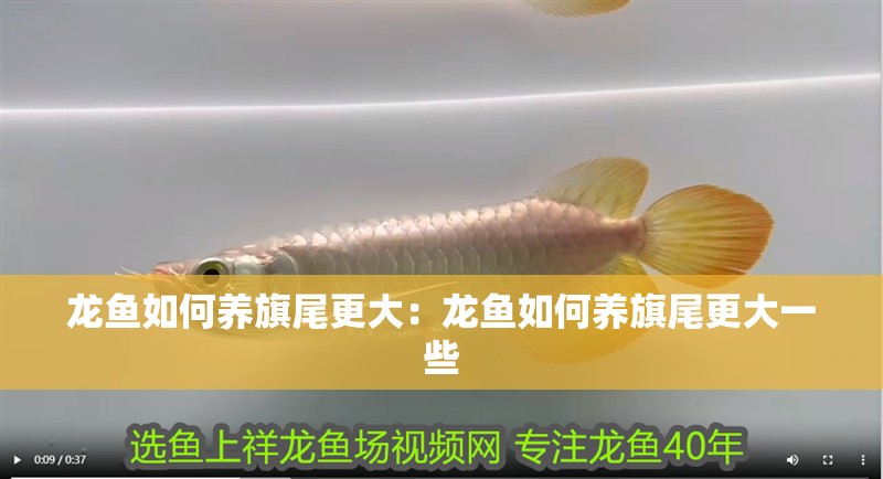 龍魚如何養(yǎng)旗尾更大：龍魚如何養(yǎng)旗尾更大一些