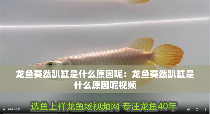 龍魚突然趴缸是什么原因呢：龍魚突然趴缸是什么原因呢視頻