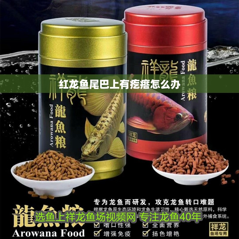 紅龍魚尾巴上有疙瘩怎么辦