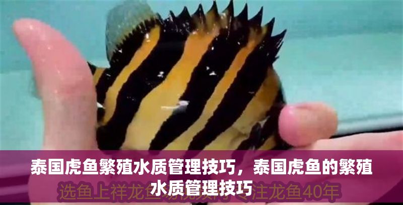 泰國虎魚繁殖水質管理技巧，泰國虎魚的繁殖水質管理技巧 泰國虎魚繁殖水質管理技巧，泰國虎魚的繁殖水質管理技巧 虎魚百科 第1張