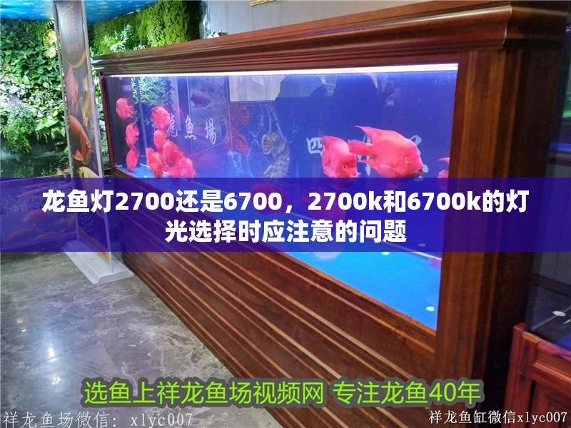 龍魚燈2700還是6700，2700k和6700k的燈光選擇時應注意的問題 龍魚燈2700還是6700，2700k和6700k的燈光選擇時應注意的問題 龍魚百科 第2張
