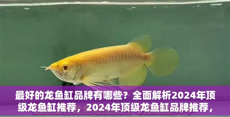 最好的龍魚缸品牌有哪些？全面解析2024年頂級龍魚缸推薦，2024年頂級龍魚缸品牌推薦，權威解析與選購指南 最好的龍魚缸品牌有哪些？全面解析2024年頂級龍魚缸推薦，2024年頂級龍魚缸品牌推薦，權威解析與選購指南 龍魚常見疾病 第1張