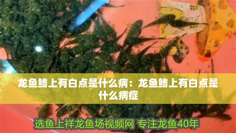 龍魚鰭上有白點(diǎn)是什么病：龍魚鰭上有白點(diǎn)是什么病癥