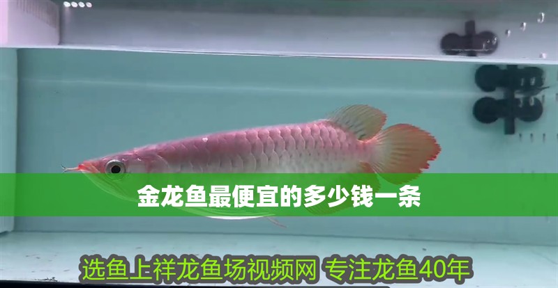 金龍魚最便宜的多少錢一條