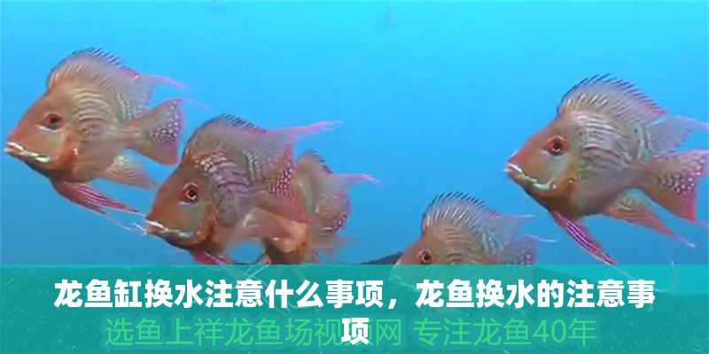 龍魚缸換水注意什么事項，龍魚換水的注意事項