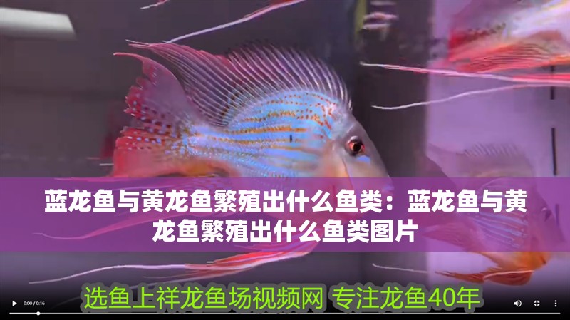 藍龍魚與黃龍魚繁殖出什么魚類：藍龍魚與黃龍魚繁殖出什么魚類圖片