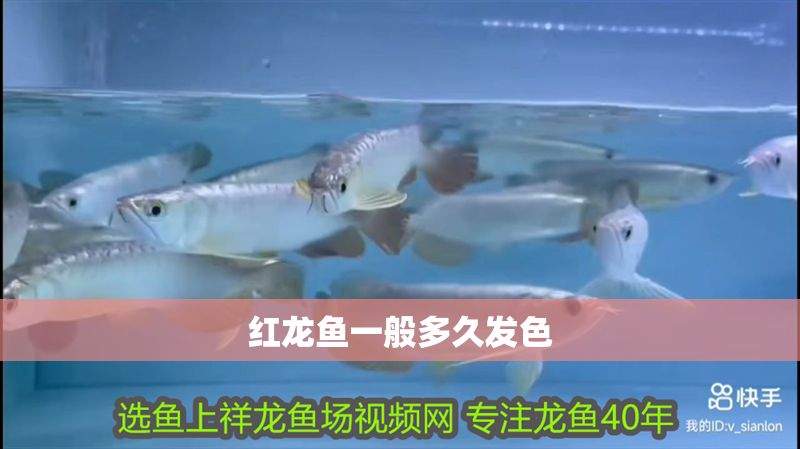 紅龍魚一般多久發色
