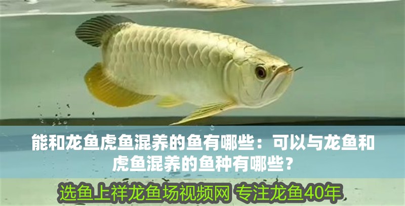 能和龍魚虎魚混養的魚有哪些：可以與龍魚和虎魚混養的魚種有哪些？