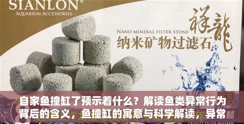 自家魚撞缸了預(yù)示著什么？解讀魚類異常行為背后的含義，魚撞缸的寓意與科學(xué)解讀，異常行為背后的真相