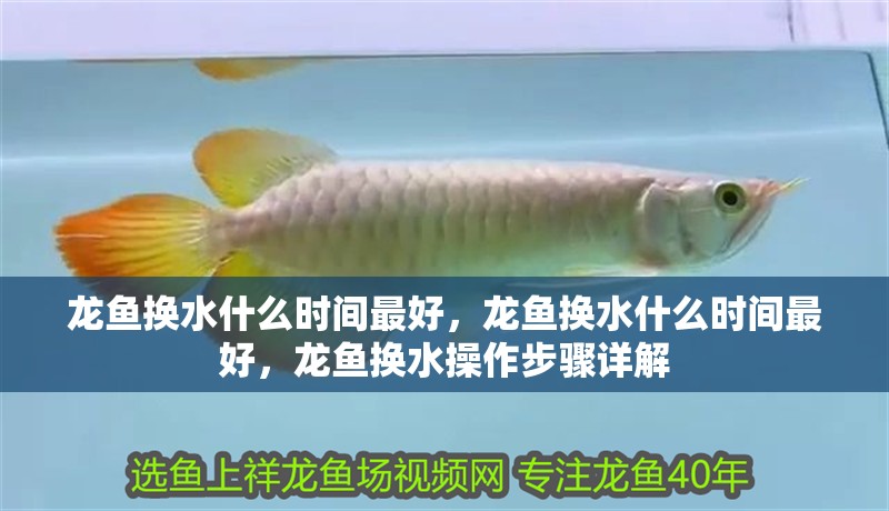 龍魚換水什么時間最好，龍魚換水什么時間最好，龍魚換水操作步驟詳解 龍魚換水什么時間最好，龍魚換水什么時間最好，龍魚換水操作步驟詳解 龍魚百科 第2張