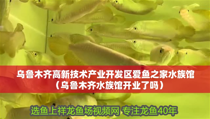 龍魚混養最佳搭配視頻教程：龍魚混養最佳搭配視頻教程大全