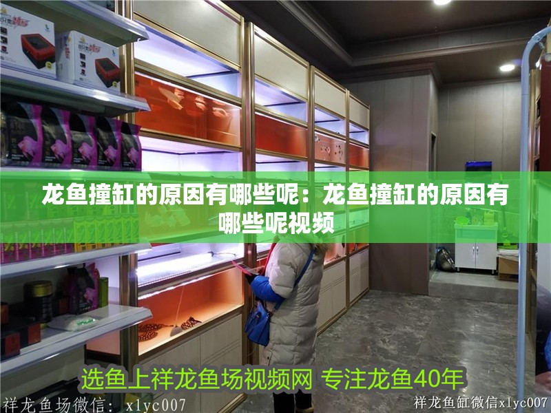 龍魚撞缸的原因有哪些呢：龍魚撞缸的原因有哪些呢視頻