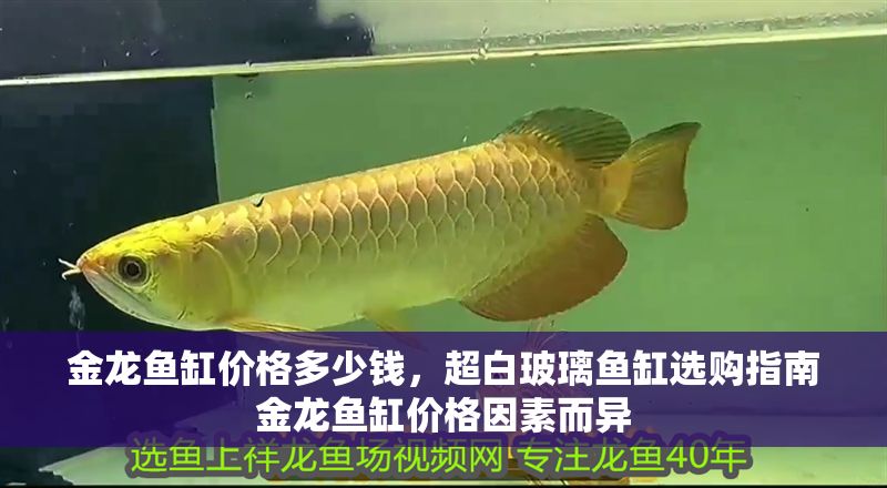 金龍魚缸價格多少錢，超白玻璃魚缸選購指南金龍魚缸價格因素而異
