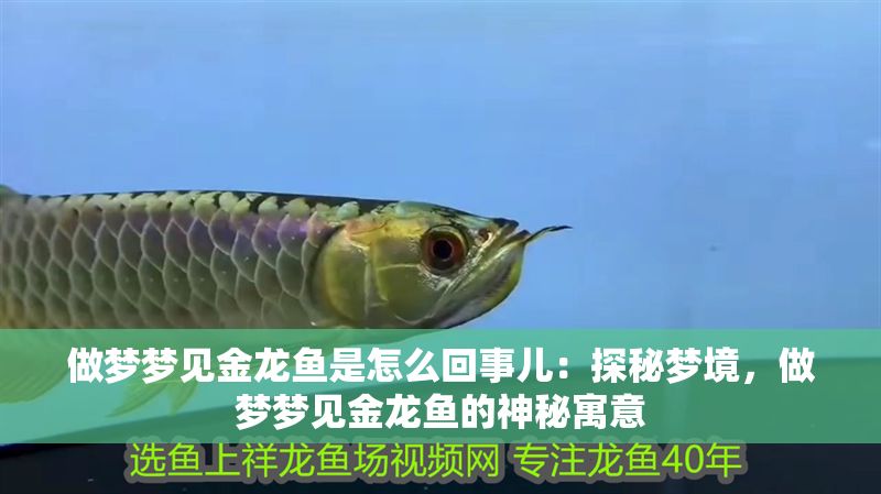 做夢夢見金龍魚是怎么回事兒：探秘夢境，做夢夢見金龍魚的神秘寓意