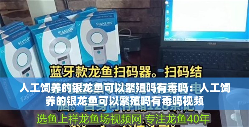 人工飼養的銀龍魚可以繁殖嗎有毒嗎：人工飼養的銀龍魚可以繁殖嗎有毒嗎視頻