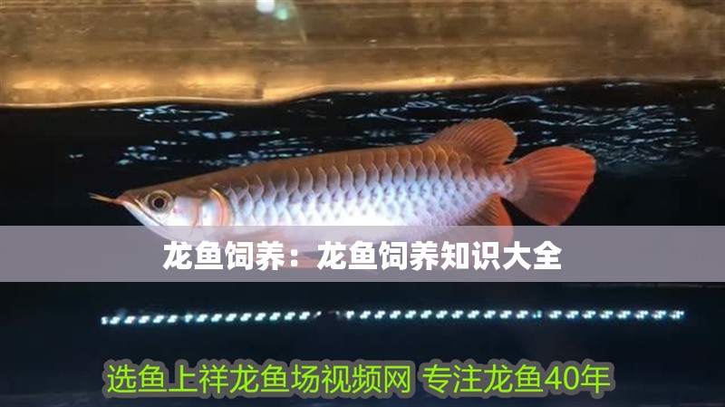 龍魚飼養：龍魚飼養知識大全