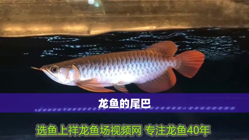 龍魚的尾巴