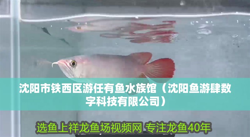 沈陽市鐵西區游任有魚水族館（沈陽魚游肆數字科技有限公司）