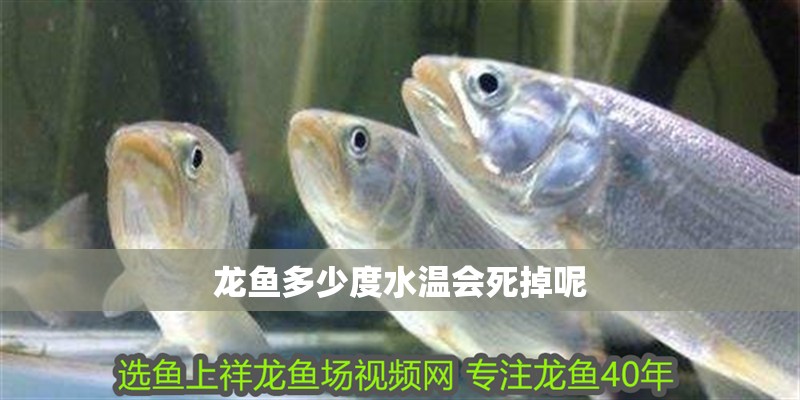 龍魚多少度水溫會死掉呢 龍魚多少度水溫會死掉呢 龍魚百科 第2張