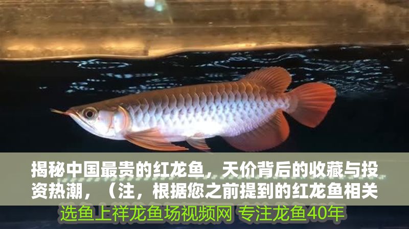 揭秘中國最貴的紅龍魚，天價背后的收藏與投資熱潮，（注，根據您之前提到的紅龍魚相關內容，生成了一個聚焦高價、收藏投資熱點的標題。如需調整方向或補充細節，可提供更多信息以便優化。）