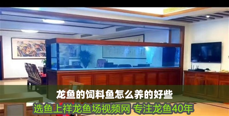 龍魚的飼料魚怎么養的好些