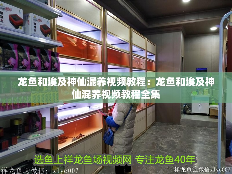 龍魚和埃及神仙混養視頻教程：龍魚和埃及神仙混養視頻教程全集 龍魚和埃及神仙混養視頻教程：龍魚和埃及神仙混養視頻教程全集 水族問答