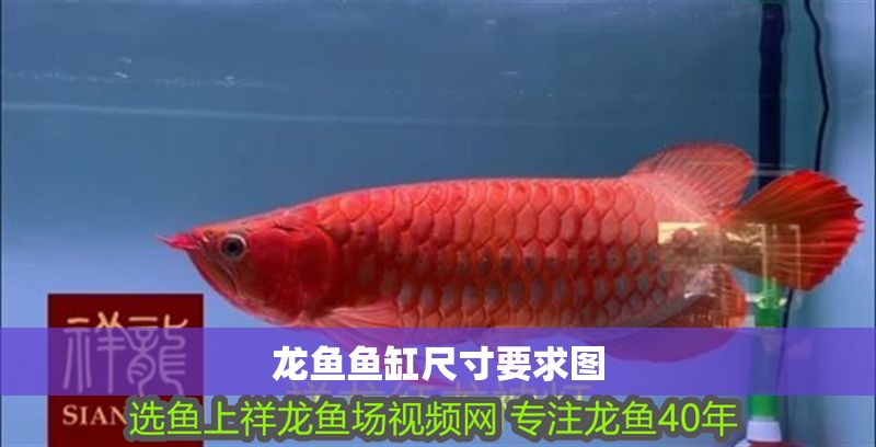 龍魚魚缸尺寸要求圖 龍魚魚缸尺寸要求圖 魚缸百科 第2張