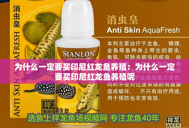 為什么一定要買印尼紅龍魚養殖：為什么一定要買印尼紅龍魚養殖呢